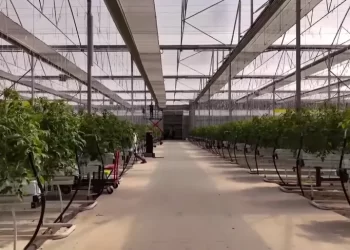 Çaycuma Sera OTB Üretime Başladı Çaycuma Sera OTB Üretime Başladı