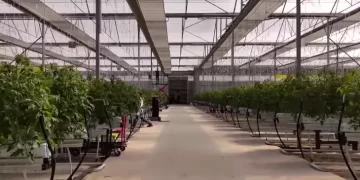 Çaycuma Sera OTB Üretime Başladı Çaycuma Sera OTB Üretime Başladı