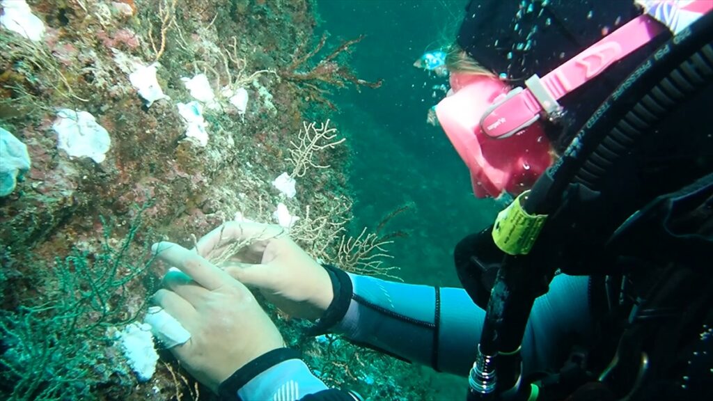 Denizlerin ormani mercanlar habermeydan