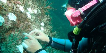 Denizlerin ormanı mercanlar yeniden yaşamla buluşuyor
