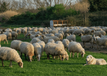 Kırsalda Bereket Küçükbaşa Destek Projesinde Başvurular Başladı