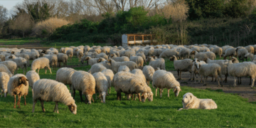 Kırsalda Bereket Küçükbaşa Destek Projesinde Başvurular Başladı