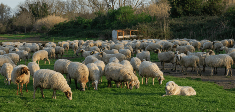 Kirsalda Bereket Kucukbasa Destek Projesi habermeydan