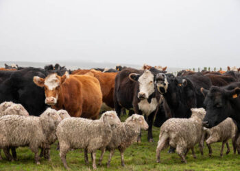 2026 Kurbanlık Fiyatları Belli Oldu!