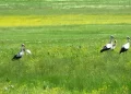 Baharın habercisi Leylekler Muş Ovası’na döndü!