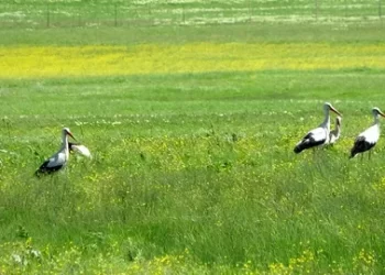 Baharın habercisi Leylekler Muş Ovası’na döndü!