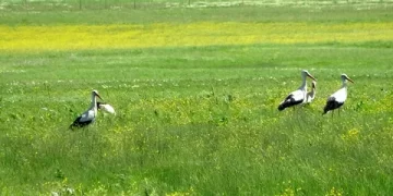 Baharın habercisi Leylekler Muş Ovası’na döndü!