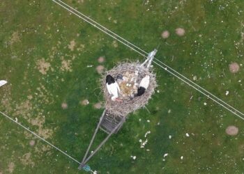 Baharın habercisi leylekler Muş Ovası’nda kuluçkaya hazırlanıyor!