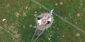 Baharın habercisi leylekler Muş Ovası’nda kuluçkaya hazırlanıyor!