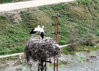 Baharın müjdecisi leylekler Sinop Boyabat’a döndü!