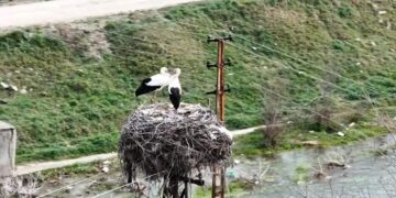 Baharın müjdecisi leylekler Sinop Boyabat’a döndü!