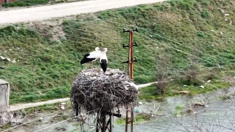 baharin mujdecisi leylekler sinop boyabata geldi habermeydan