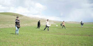 Muş Kırköy’de, imece usulü gübreleme yapıldı!