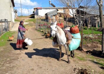 Muş’ta, çiriş otu köylülerin geçim kaynağı haline geldi!