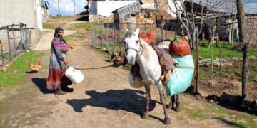 Muş’ta, çiriş otu köylülerin geçim kaynağı haline geldi!