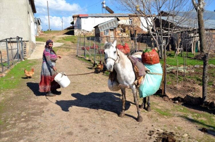 musta ciris otu koylulerin gecim kaynagi haline geldi habermeydan