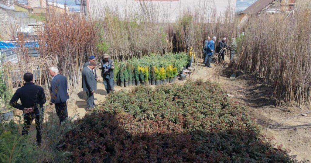 musta dikime hazir meyve fidanlari satisi basladi habermeydan e1775485522732