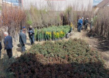 Muş’ta, dikime hazır meyve fidanları satışı başladı!