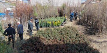 Muş'ta, dikime hazır meyve fidanları satışı başladı! Muş’ta, dikime hazır meyve fidanları satışı başladı!