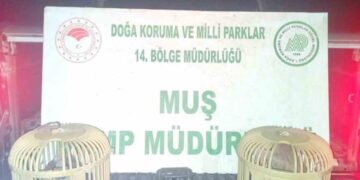 Muş’ta, kaçak keklik avına 65 bin TL ceza!