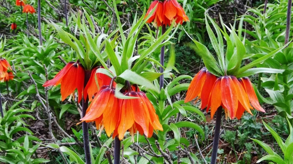 musta yilda 1 kez acan ters laleler dogayi susledi habermeydan