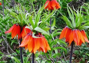 Muş’ta, yılda 1 kez açan ters laleler doğayı süsledi!