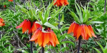 Muş’ta, yılda 1 kez açan ters laleler doğayı süsledi!