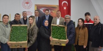 Sinop’ta, ilk etapta 20 bin fidan toprakla buluşuyor!