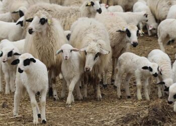 Sinop’ta, küçükbaş hayvancılık için destek paketi!
