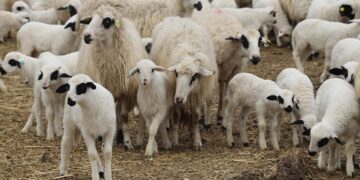 Sinop’ta, küçükbaş hayvancılık için destek paketi!