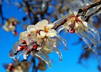 Tarım ve Orman Bakanlığından ‘zirai don’ uyarısı