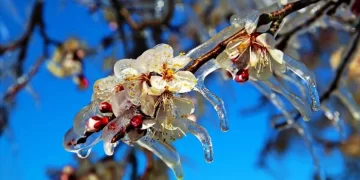Tarım ve Orman Bakanlığından ‘zirai don’ uyarısı