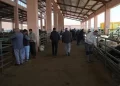 Muş kurban pazarında, satış hareketliliği arttı!