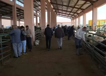 Muş kurban pazarında, satış hareketliliği arttı!
