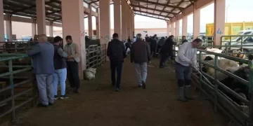 Muş kurban pazarında, satış hareketliliği arttı! Muş kurban pazarında, satış hareketliliği arttı!