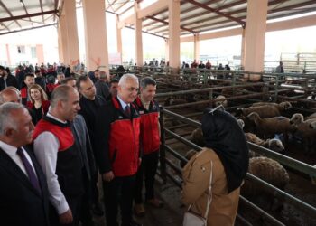 Muş’ta, 170 kadın besiciye 3 bin 400 küçükbaş hayvan desteği!