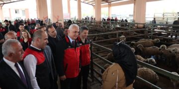 Muş’ta, 170 kadın besiciye 3 bin 400 küçükbaş hayvan desteği!