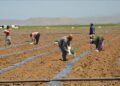 Muş’ta, 80 bin karpuz fidesi toprakla buluştu!