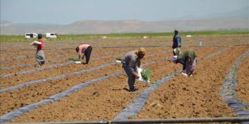Muş’ta, 80 bin karpuz fidesi toprakla buluştu!
