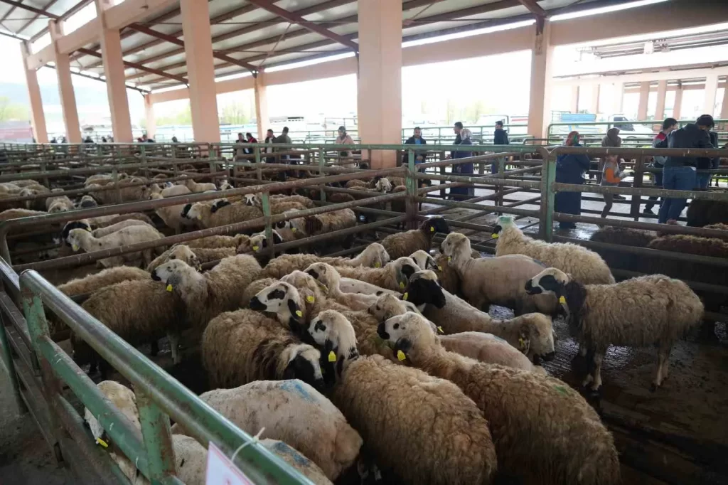 musta hayvan pazarlari kurban bayrami oncesi sessiz habermeydan