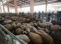 Muş’ta, hayvan pazarları Kurban Bayramı öncesi sessiz!