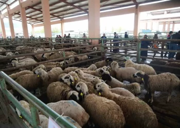 Muş’ta, hayvan pazarları Kurban Bayramı öncesi sessiz!