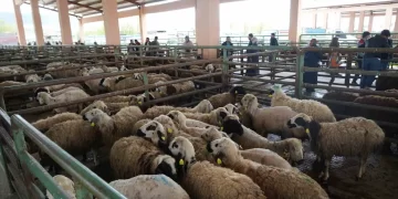 Muş’ta, hayvan pazarları Kurban Bayramı öncesi sessiz!
