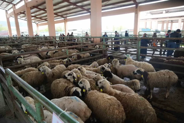 Muş'ta, hayvan pazarları Kurban Bayramı öncesi sessiz! musta hayvan pazarlari kurban bayrami oncesi sessiz habermeydan