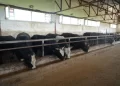 Muş’tan, batıya 50 bin kurbanlık hayvan sevki bekleniyor!