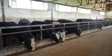 Muş’tan, batıya 50 bin kurbanlık hayvan sevki bekleniyor!