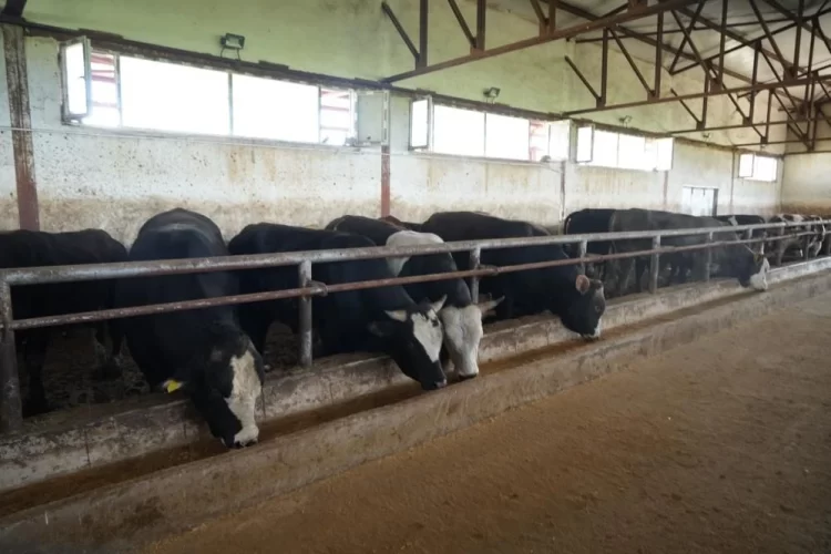mustan batiya 50 bin kurbanlik hayvan sevki bekleniyor habermeydan