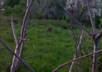 Sinop Erfelek’te, yavru karaca yerleşim yerinde görüntülendi!