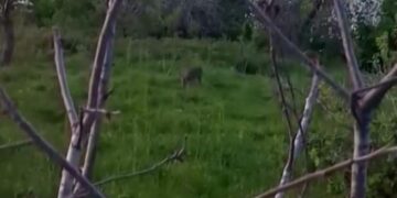 Sinop Erfelek’te, yavru karaca yerleşim yerinde görüntülendi!