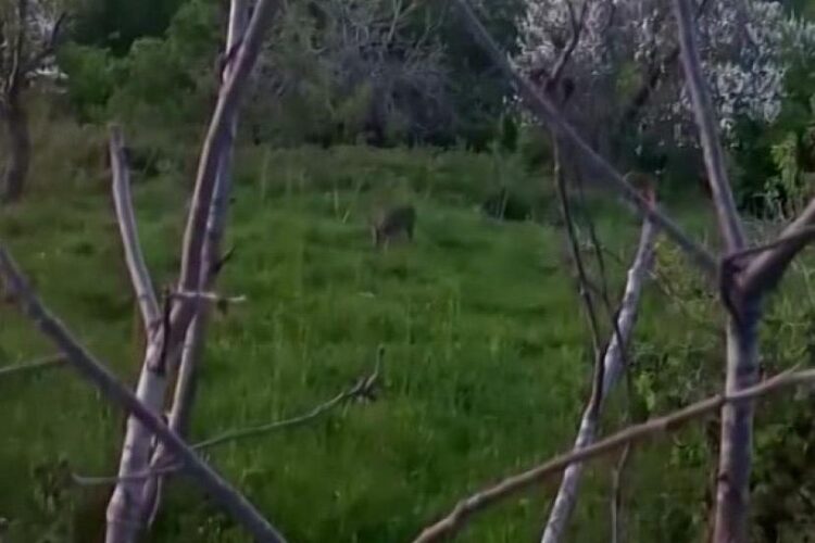 sinop erfelekte yavru karaca yerlesim yerinde goruntulendi habermeydan